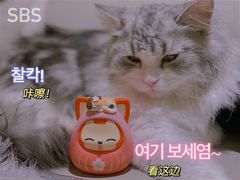 -猫腻·猫咖·撸猫馆(星光大道店)