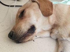 -爱侣·安琦尔宠物医院·中兽医针灸·心内科·狂犬免疫点(宝山区院)