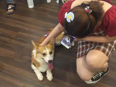 -柯斗斗主题餐厅·狗咖·围炉煮茶·茶饮(国瑞升平里店)