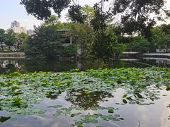 -荔湾湖公园