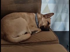 -宠物之家Pets Home 宠物寄养酒店