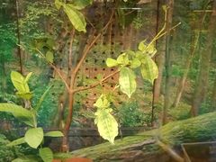 -上海大自然野生昆虫馆(东方明珠·爬宠昆虫探索中心)
