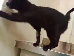 -动物缘宠物医院·骨科·猫科(西二环店)