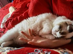 -柚子猫舍·精品猫舍购猫·猫咪认养·购宠·宠物店