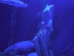 -太平洋海底世界