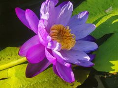 -国家植物园南园