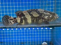 -前王院•巧克力海鲜市集餐厅(万平口店)