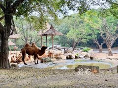 -广州长隆野生动物世界