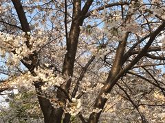 -烧鸟周居酒屋(香山店)