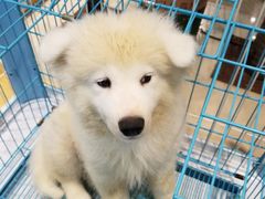 -龟与熊猫宠物公园(南坪店)