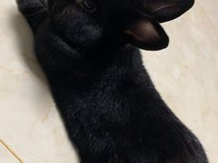 -宠物兔专门店(天丰利市场店)