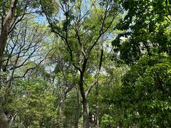 -上海佘山国家森林公园天马山园