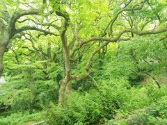 -普陀山风景名胜区-法雨禅寺