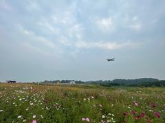 -空港花田景区