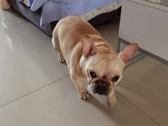 -宠福鑫康馨动物医院·骨科·眼科