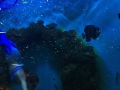-瑞德姆美人鱼海底演艺主题餐厅(亚龙湾店)