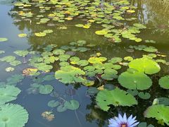 -东莞植物园