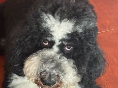 -爪吧宠物乐园 (温榆河示范区店)