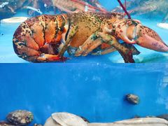 -东海渔村海鲜码头大排档