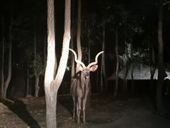 -清迈夜间动物园