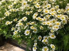 -植物学家的女儿(北马道巷店)