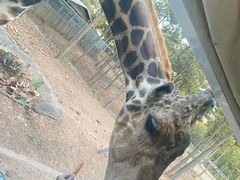 -清迈夜间动物园