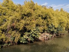 -大湾区中央湿地公园