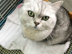 -哆趣宠物医院·眼科·内镜·急重症转诊中心(上海店)