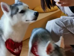 -Husky Go! 哈士奇体验馆·宠物咖啡厅狗咖