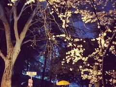 景点-武汉大学-樱园