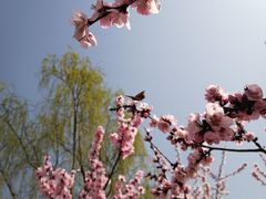 -大兴滨河森林公园