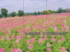 -荷兰花海