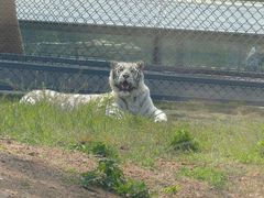 -西霞口神雕山野生动物世界