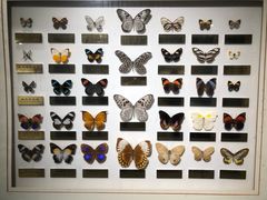 -上海昆虫博物馆