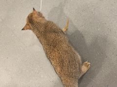 -飞行喵MR PILOT|猫舍·猫咖(静安大融城店)