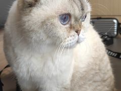 -喵园·猫主题咖啡厅·撸猫·猫咖(国贸店)