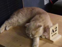 -咖法森林·咖啡  酒吧(天河店)