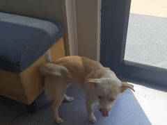 -瑞派宠物医院·犬猫全科·猫友好(宾水西道店)