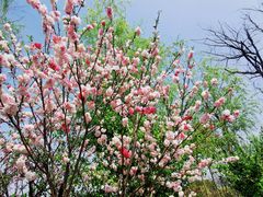 -南汇桃花村