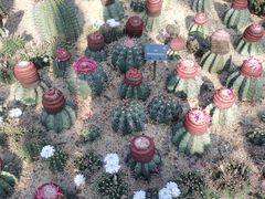 -深圳仙湖植物园