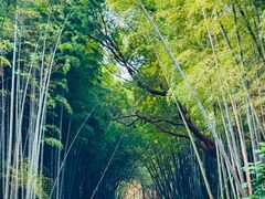 -同里国家湿地公园