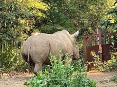 -清迈夜间动物园