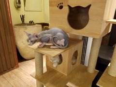-more than meow吴止猫主题餐厅(承德 中船汇店)