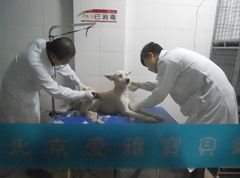 推毛洗澡澡-中农大我爱我爱24h动物医院·中医针灸·猫专科·骨科医疗中心(双井店)