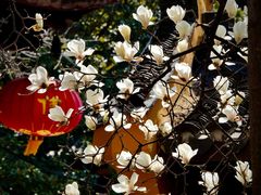 -龙华寺