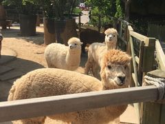 -石家庄市动物园