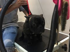 -PETKIT 小佩宠物·低压洗护·美容·寄养(安远店)