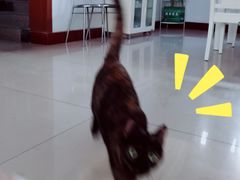 -艾贝尔宠物诊疗