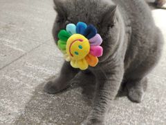 -歎雪糕低糖低脂Gelato冰淇淋