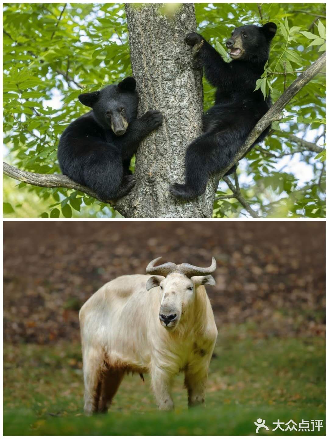 西安遛娃好去处|“秦岭四宝”看棕色大熊猫